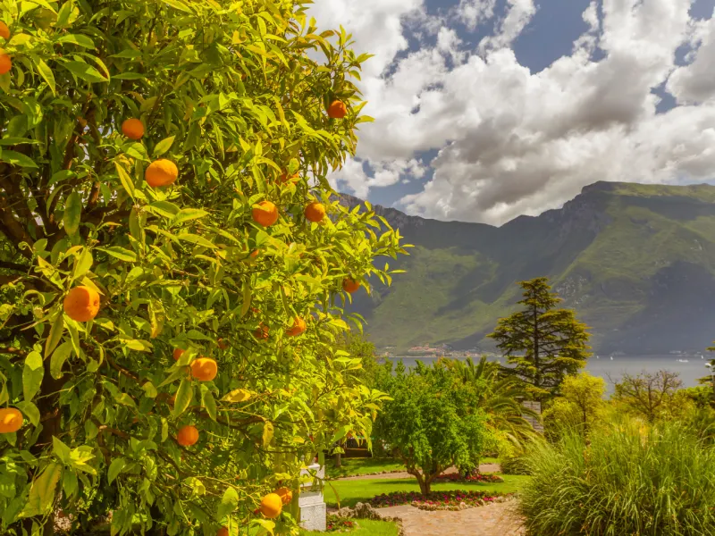 Orange trees heavy with fruit under a clear sky